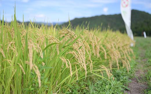 令和7年度 山形県産 雪若丸 10kg(5kg×2) 精米 ゆきわかまる 白米 お米 米 米米 新米 ご飯 ごはん ブランド米 銘柄米 2025年産 令和7年度産 家庭用 自宅用 贈答用 お取り寄せ 食品 山形県 戸沢村 F7W-0263