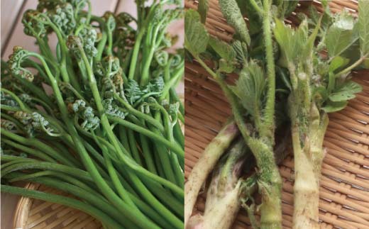 山形県 戸沢村産 寺台農園 自慢の山菜セット 3種6個(わらび水煮2袋、うど水煮2袋、山菜ミックス2袋) 国産 山菜 さんさい 野菜 やさい 山の幸 水煮 小分け 山形県 戸沢村 F7W-0001