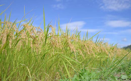 【定期便3回】令和7年度 山形県産 銘柄米 食べ比べ 5kg×3回 合計15kg 精米 白米 お米 米 米米 新米 ご飯 ごはんブランド米 銘柄米 2025年産 令和7年度産 家庭用 自宅用 贈答用 お取り寄せ 食品 定期便 頒布会 毎月届く 山形県 戸沢村 F7W-0266