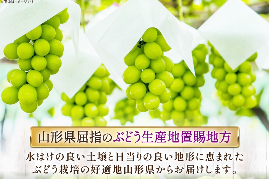 【期間限定発送】 シャインマスカット 秀 2～4房 約 1.5kg 以上 [JA山形おきたま 山形県 高畠町 tk06ays870058] フルーツ 果物 くだもの ぶどう ブドウ 葡萄 1.5キロ 甘い