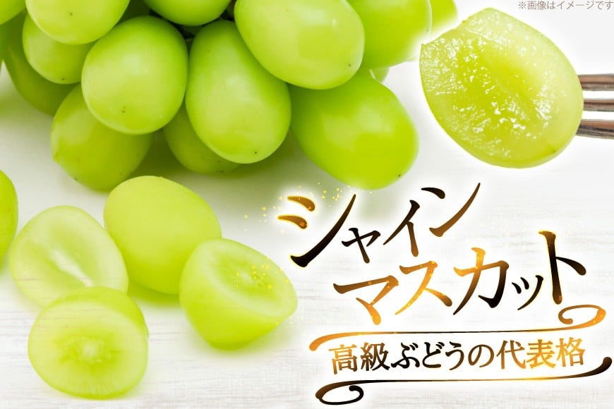 【2026年発送】 シャインマスカット 訳あり 2～3房 約1.2kg [治右衛門果樹園 山形県 高畠町 tk06ays830003] 箱詰め フルーツ 果物 くだもの ぶどう ブドウ 葡萄 1.2キロ 甘い