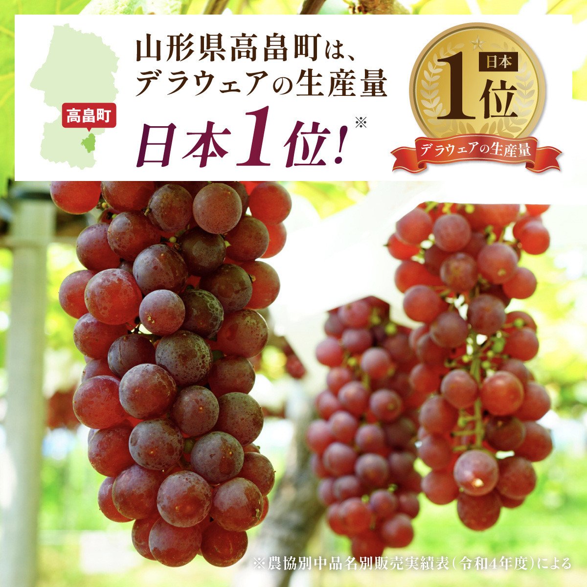 【期間限定発送】 ぶどう デラウェア 秀品 10～12房 約 2kg [治右衛門果樹園 山形県 高畠町 tk06ays830007] 種無し ブドウ 葡萄 くだもの 果物 フルーツ 産地直送 農家直送