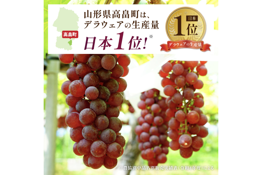 【期間限定発送】 デラウェア 秀品 5～8房 約 1kg [治右衛門果樹園 山形県 高畠町 tk06ays830010] ぶどう 種無し ブドウ 葡萄 くだもの 果物 フルーツ 産地直送 農家直送 期間限定 甘い