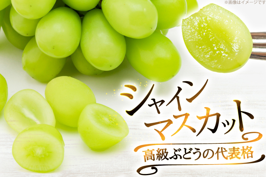 【期間限定発送】 シャインマスカット 2房 約1kg [治右衛門果樹園 山形県 高畠町 tk06ays830011] 箱詰め フルーツ 果物 くだもの ぶどう ブドウ 葡萄 1.5キロ 甘い シャイン マスカット