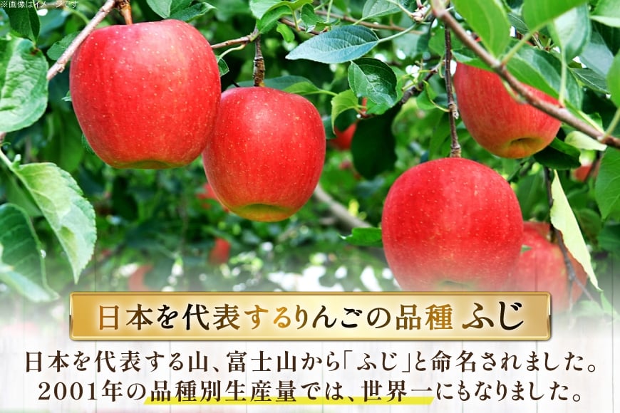 【期間限定発送】 りんご 高畠町産 サンふじ りんご 12～18玉 計 5kg[JA山形おきたま 山形県 高畠町 tk06ays870040] 果物 くだもの フルーツ 林檎 リンゴ ふじ ふじりんご 産地直送