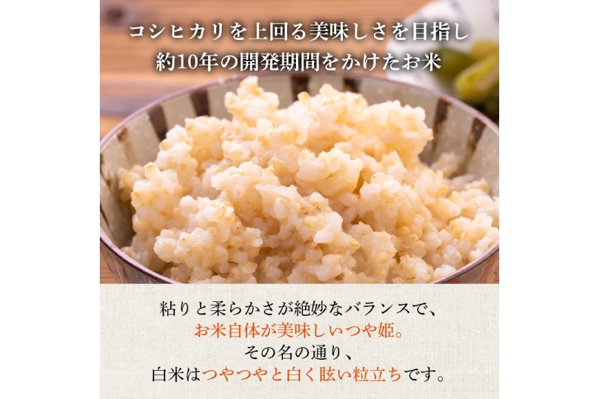 米 令和7年産 つや姫 10kg 特別栽培米 玄米 [農家の蔵出し米生産組合 山形県 高畠町 tk06ays900025] コメ ご飯 ごはん お米 ブランド米