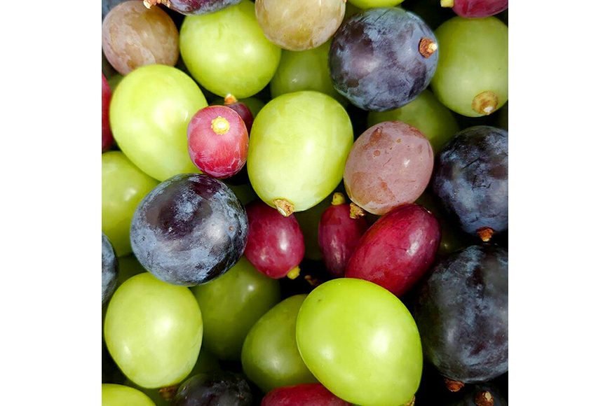 【期間限定発送】 ぶどう 詰め合わせ 種なしぶどうの宝石箱 約5種類  約750g [大野農園 山形県 高畠町 tk06ayt050000] ぶどう ブドウ 葡萄 マスカット 大粒 種なし 農家直送 数量限定 贈答 ギフト 果物 フルーツ くだもの