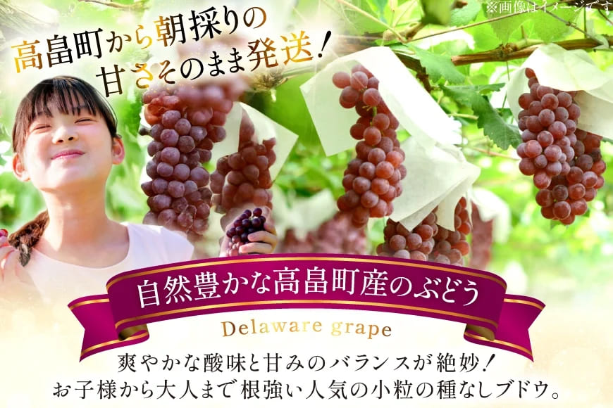 【期間限定発送】 ぶどう 朝採り デラウェア 秀 L～2L 12～16房 約 2kg [Ｈinataぶどう園 山形県 高畠町 tk06ayt190007] 種なし ブドウ 葡萄 くだもの 果物 フルーツ 産地直送 農家直送 果実 デザート 甘い 期間限定 数量限定 小粒 冷蔵