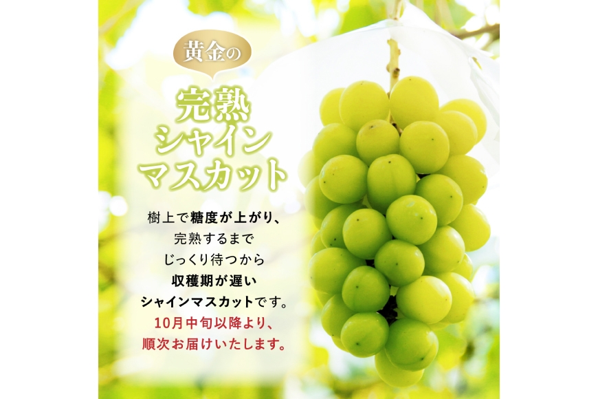 【期間限定発送】 シャインマスカット Aランク 2～3房1.6kg [田制農園 山形県 高畠町 tk06ayt230005] ぶどう ブドウ 葡萄 マスカット フルーツ 果物 くだもの 産地直送 農家直送