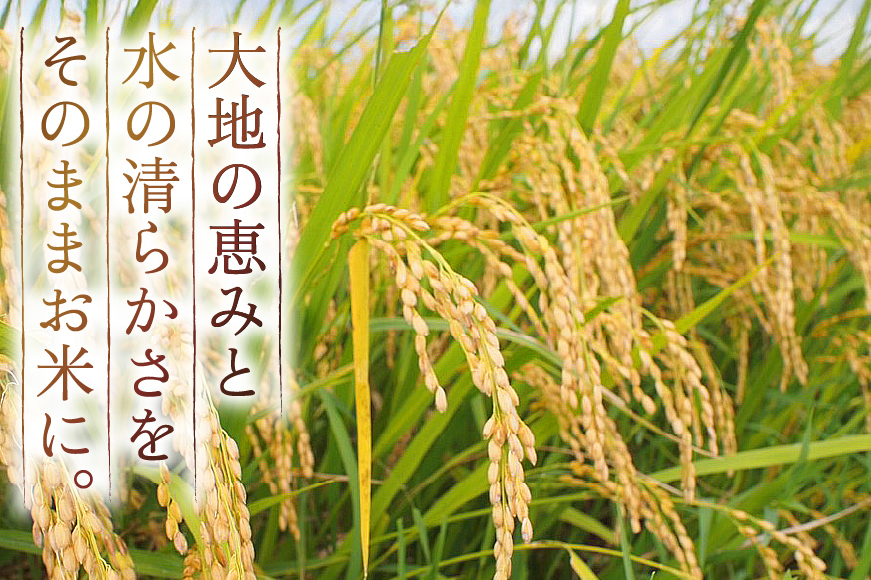令和7年産 慣行栽培 はえぬき 5kg [田制農園 山形県 高畠町 tk06ayt230006] 精米 白米 米 お米 ブランド米 ごはん ご飯
