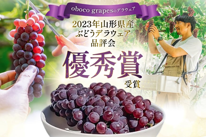 【期間限定発送】 ぶどう デラウェア 5～7房 約 1kg 朝採り [oboco grapes 山形県 高畠町 tk06ayt250000] 個包装 種無し ブドウ 葡萄 くだもの 果物 フルーツ 産地直送 農家直送