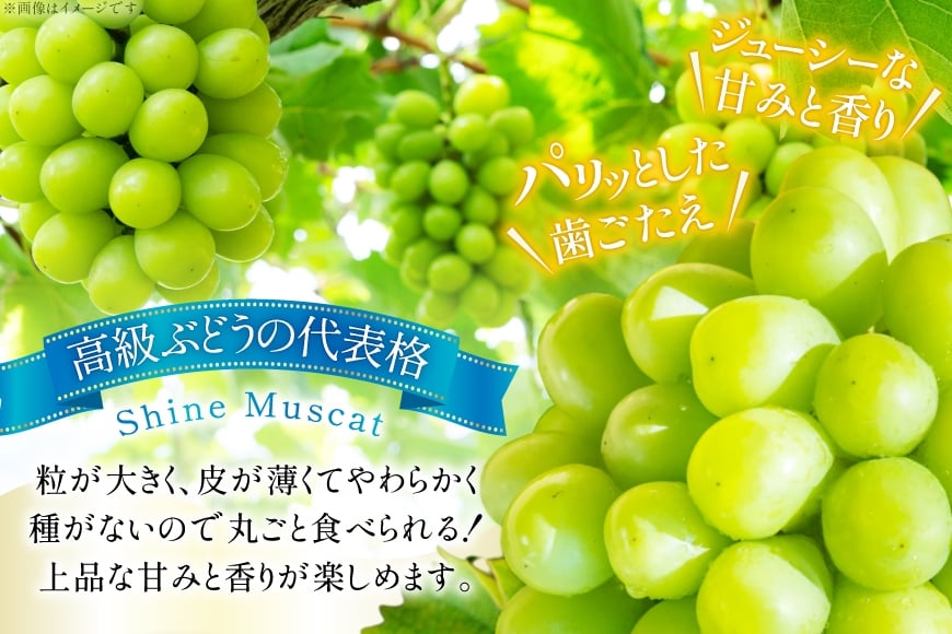 【期間限定発送】 シャインマスカット 訳あり 2〜3房 1.2kg [Yamagenフルーツガーデンレコルト 山形県 高畠町 tk06ayt380003] ご家庭用 ぶどう ブドウ 葡萄 フルーツ 果物 くだもの 1.2キロ 甘い