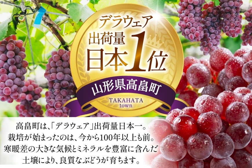 【期間限定発送】 ぶどう デラウェア 5～8房 約 1kg [いわた果樹園 山形県 高畠町 tk06ayt400003] 種無し ブドウ 葡萄 くだもの 果物 フルーツ 産地直送 農家直送