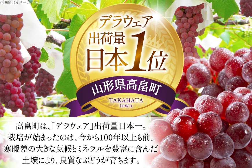 【期間限定発送】 家庭用 訳あり デラウェア 8～12房 約1kg [いわた果樹園 山形県 高畠町 tk06ayt400006] ぶどう 種無し ブドウ 葡萄 くだもの 果物 フルーツ 産地直送 農家直送 期間限定