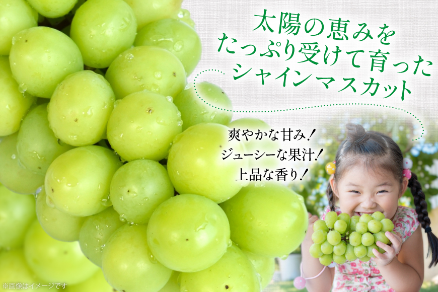 【期間限定発送】 家庭用 訳あり シャインマスカット 2～3房 約1.2kg [いわた果樹園 山形県 高畠町 tk06ayt400007] ぶどう ブドウ 葡萄 フルーツ 果物 くだもの 甘い シャイン マスカット