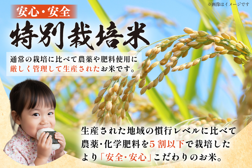 米 令和7年度産 特別栽培米 ミルキークイーン 10kg [渡部ファーム 山形県 高畠町 tk06ays810025] お米 白米 精米 ごはん ご飯 ブランド米