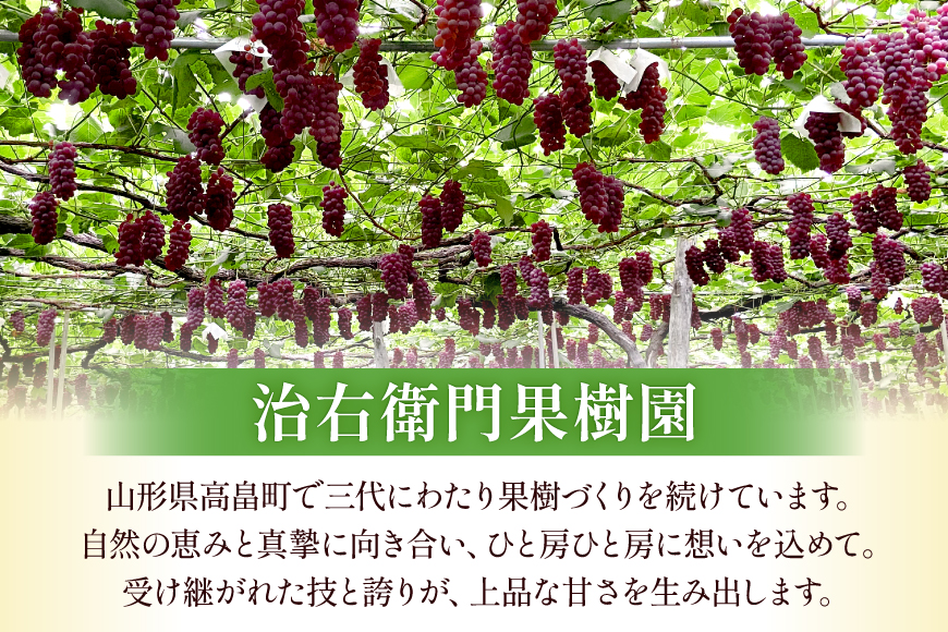 【期間限定発送】 ぶどう デラウェア 秀品 10～12房 約 2kg [治右衛門果樹園 山形県 高畠町 tk06ays830007] 種無し ブドウ 葡萄 くだもの 果物 フルーツ 産地直送 農家直送