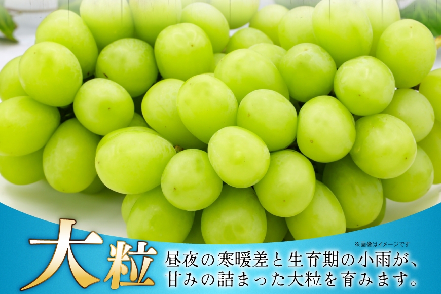 【期間限定発送】 シャインマスカット 秀 2～4房 約 1.5kg 以上 [JA山形おきたま 山形県 高畠町 tk06ays870058] フルーツ 果物 くだもの ぶどう ブドウ 葡萄 1.5キロ 甘い