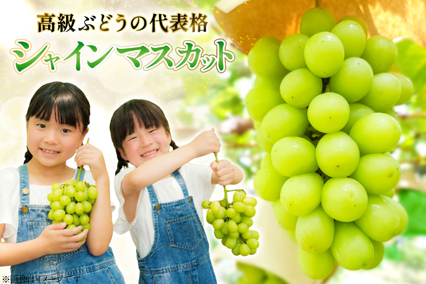 【期間限定発送】 シャインマスカット 秀 2房 1.2kg 以上 [もん前の里 山形県 高畠町 tk06ays960002] フルーツ 果物 くだもの ぶどう ブドウ 葡萄 1.2キロ 甘い