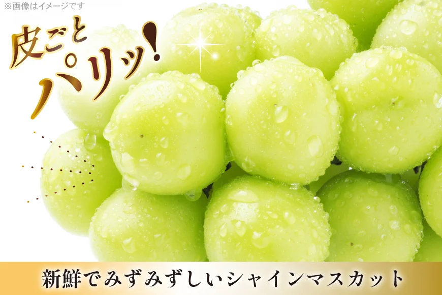 【期間限定発送】 シャインマスカット 3〜4房 満杯詰め 約2kg [本田農園 山形県 高畠町 tk06ays820002] ぶどう ブドウ 葡萄 マスカット 大粒 粒 つぶ ツブ 種なし 果物 くだもの フルーツ 2キロ 箱入り