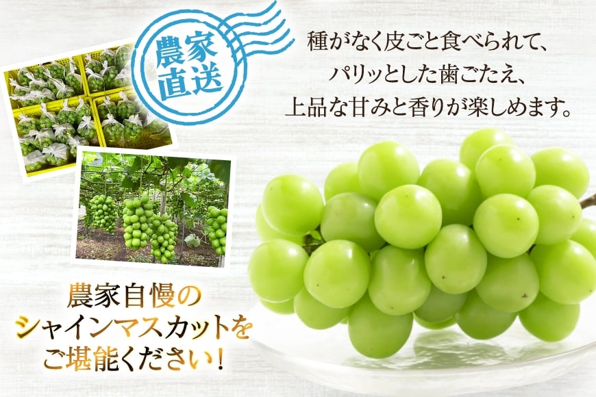 【期間限定発送】 シャインマスカット 2～3房 約1.5kg [治右衛門果樹園 山形県 高畠町 tk06ays830000] 箱詰め フルーツ 果物 くだもの ぶどう ブドウ 葡萄 1.5キロ 甘い