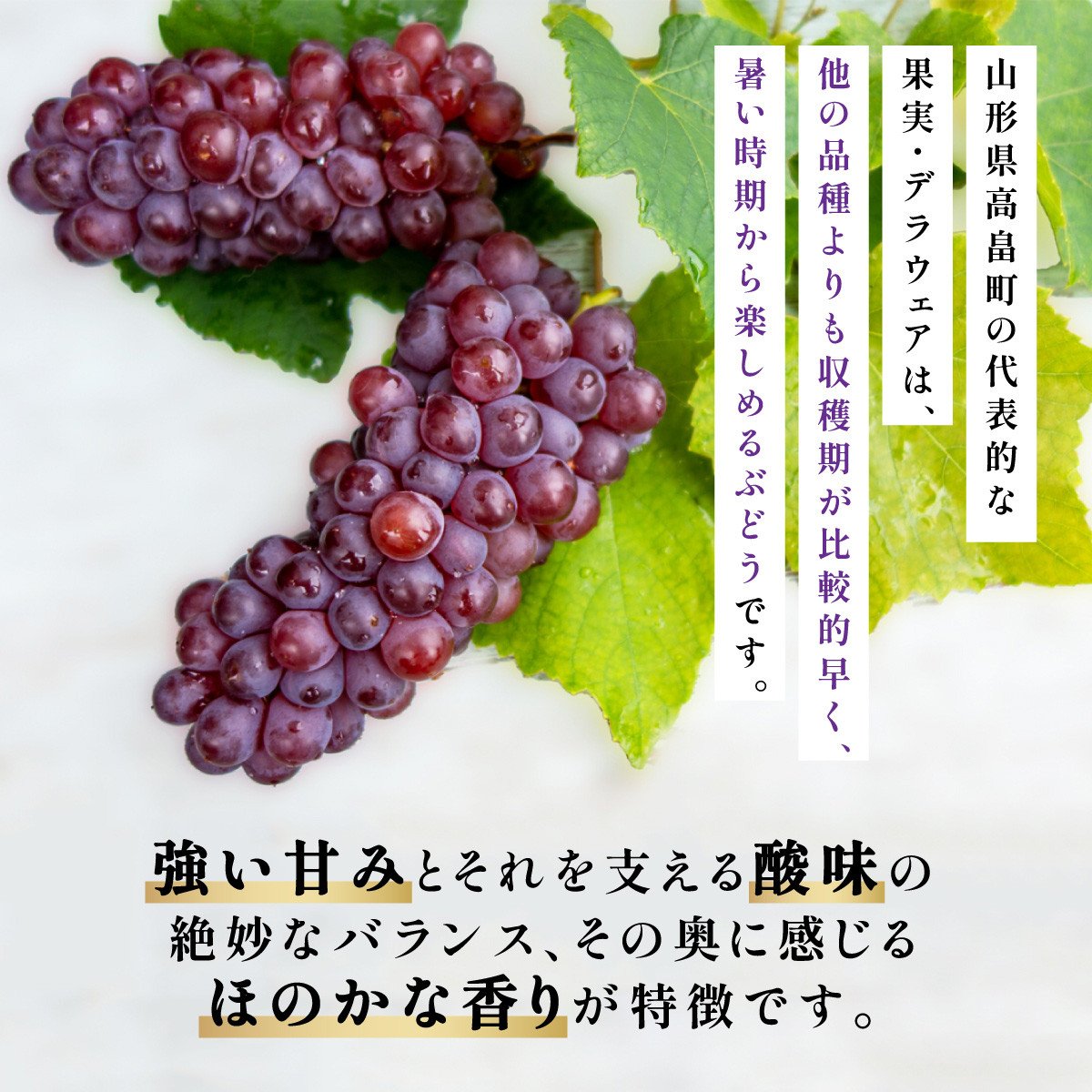 【期間限定発送】 ぶどう デラウェア 秀品 10～12房 約 2kg [治右衛門果樹園 山形県 高畠町 tk06ays830007] 種無し ブドウ 葡萄 くだもの 果物 フルーツ 産地直送 農家直送