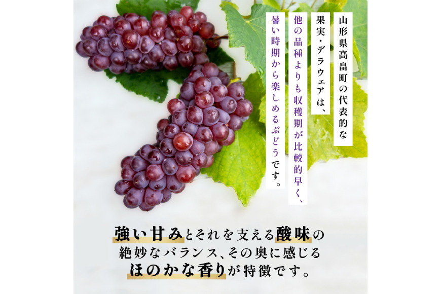 【期間限定発送】 デラウェア 秀品 5～8房 約 1kg [治右衛門果樹園 山形県 高畠町 tk06ays830010] ぶどう 種無し ブドウ 葡萄 くだもの 果物 フルーツ 産地直送 農家直送 期間限定 甘い