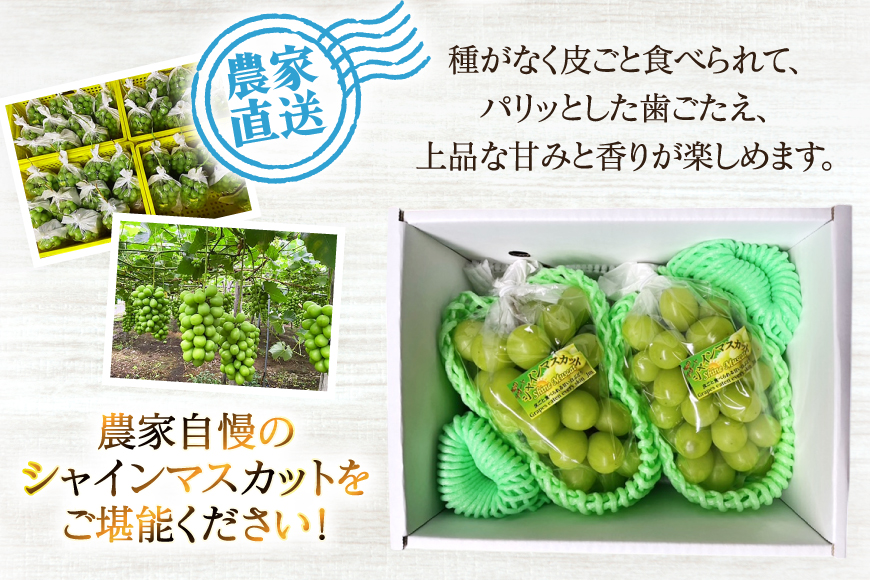 【期間限定発送】 シャインマスカット 2房 約1kg [治右衛門果樹園 山形県 高畠町 tk06ays830011] 箱詰め フルーツ 果物 くだもの ぶどう ブドウ 葡萄 1.5キロ 甘い シャイン マスカット