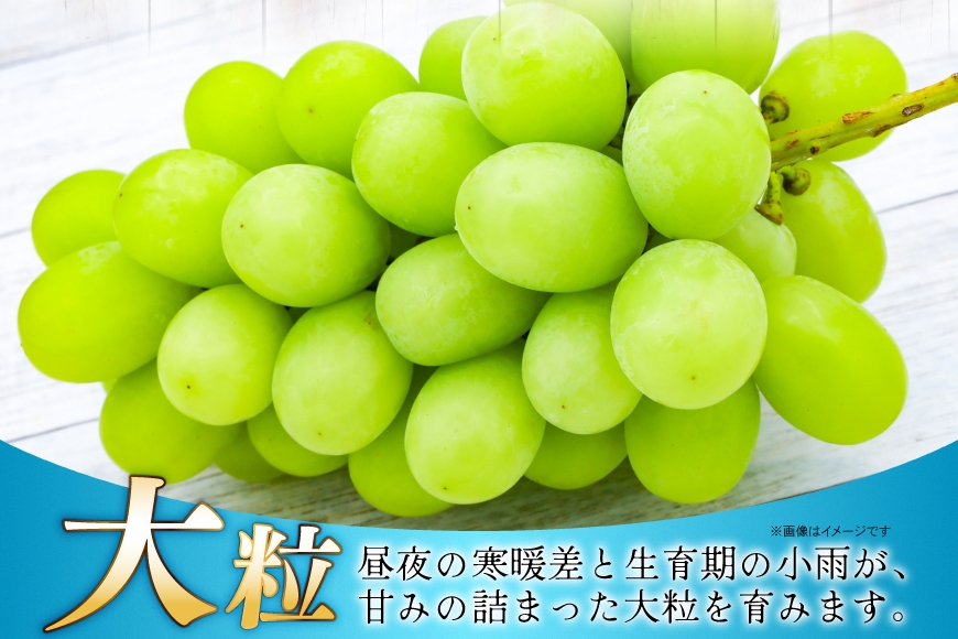 【期間限定発送】 シャインマスカット 特秀 1房 化粧箱入り [JA山形おきたま 山形県 高畠町 tk06ays870029] フルーツ 果物 くだもの ぶどう ブドウ 葡萄 甘い