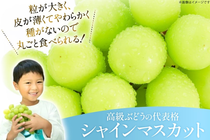 【期間限定発送】 シャインマスカット 秀 2房 約 1.2kg [もん前の里 山形県 高畠町 tk06ays960002] フルーツ 果物 くだもの ぶどう ブドウ 葡萄 1.2キロ 甘い