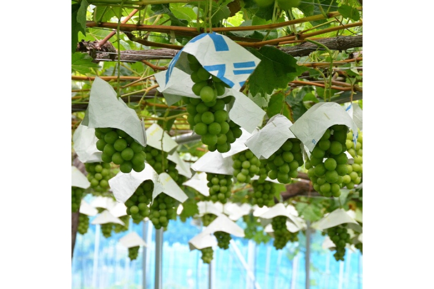 【期間限定発送】 シャインマスカット 特秀 2房 1.3kg [四釜昌和 山形県 高畠町 tk06ayt020005] ぶどう ブドウ 葡萄 マスカット 大粒 種なし 果物 フルーツ くだもの