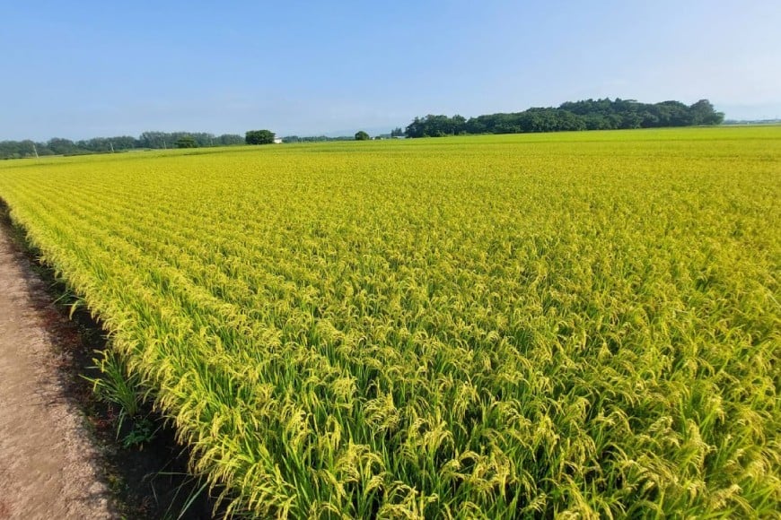 米 令和7年 高畠町産 雪若丸 5kg [はまえん 山形県 高畠町 tk06ayt030001] 5キロ お米 ブランド米 ごはん ご飯 白米 精米 こめ