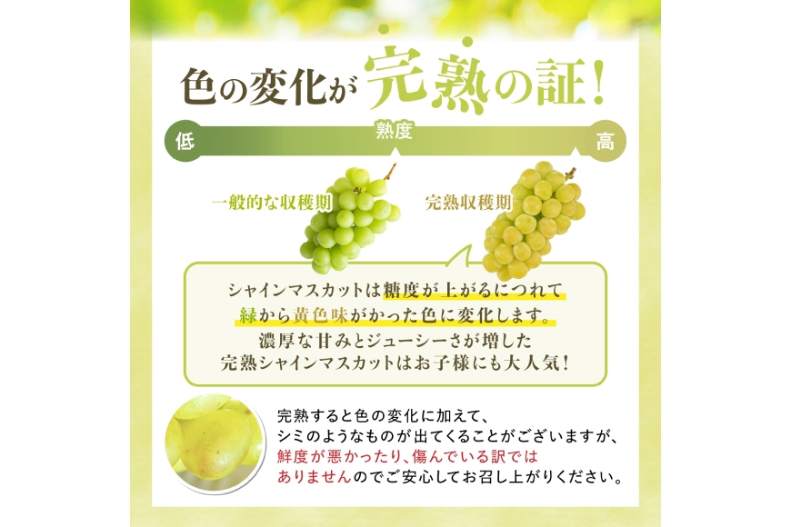 【期間限定発送】 シャインマスカット Aランク 2～3房1.6kg [田制農園 山形県 高畠町 tk06ayt230005] ぶどう ブドウ 葡萄 マスカット フルーツ 果物 くだもの 産地直送 農家直送