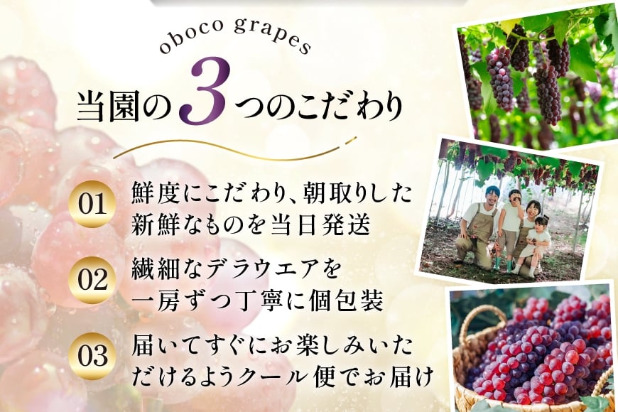 【期間限定発送】 ぶどう デラウェア 5～7房 約 1kg 朝採り [oboco grapes 山形県 高畠町 tk06ayt250000] 個包装 種無し ブドウ 葡萄 くだもの 果物 フルーツ 産地直送 農家直送