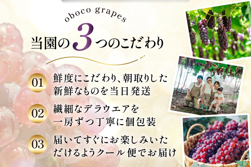 【期間限定発送】 ぶどう デラウェア 8～12房 約 1.5kg 朝採り [oboco grapes 山形県 高畠町 tk06ayt250002] 個包装 種無し ブドウ 葡萄 くだもの 果物 フルーツ 産地直送 農家直送
