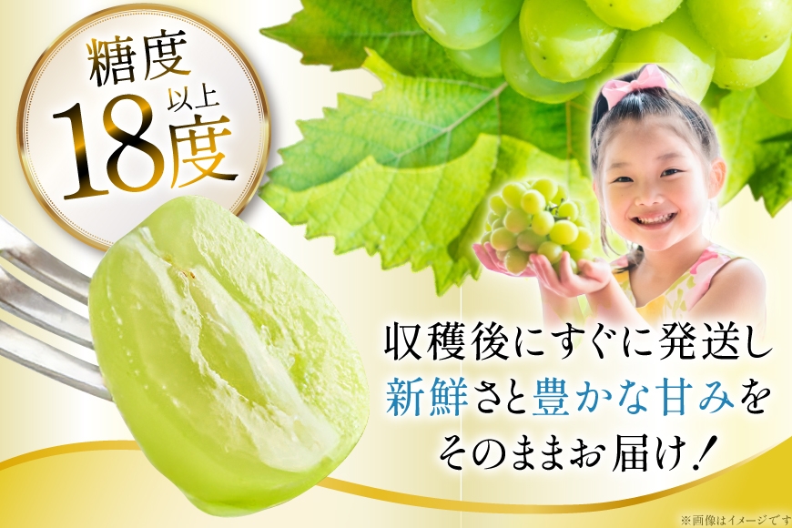 【期間限定発送】 シャインマスカット 訳あり 4～6房 約 2.4kg [Yamagenフルーツガーデンレコルト 山形県 高畠町 tk06ayt380000] ご家庭用 ぶどう ブドウ 葡萄 フルーツ 果物 くだもの 2.4キロ 甘い