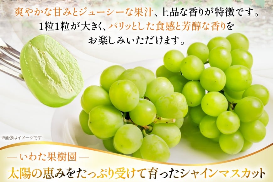 【期間限定発送】 シャインマスカット 4〜6房 約 3kg [いわた果樹園 山形県 高畠町 tk06ayt400002] ぶどう ブドウ 葡萄 フルーツ 果物 くだもの 3キロ 甘い