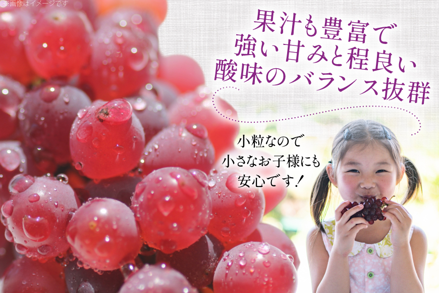 【期間限定発送】 家庭用 訳あり デラウェア 8～12房 約1kg [いわた果樹園 山形県 高畠町 tk06ayt400006] ぶどう 種無し ブドウ 葡萄 くだもの 果物 フルーツ 産地直送 農家直送 期間限定