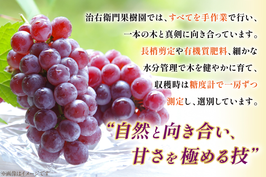 【期間限定発送】 デラウェア 秀品 5～8房 約 1kg [治右衛門果樹園 山形県 高畠町 tk06ays830010] ぶどう 種無し ブドウ 葡萄 くだもの 果物 フルーツ 産地直送 農家直送 期間限定 甘い