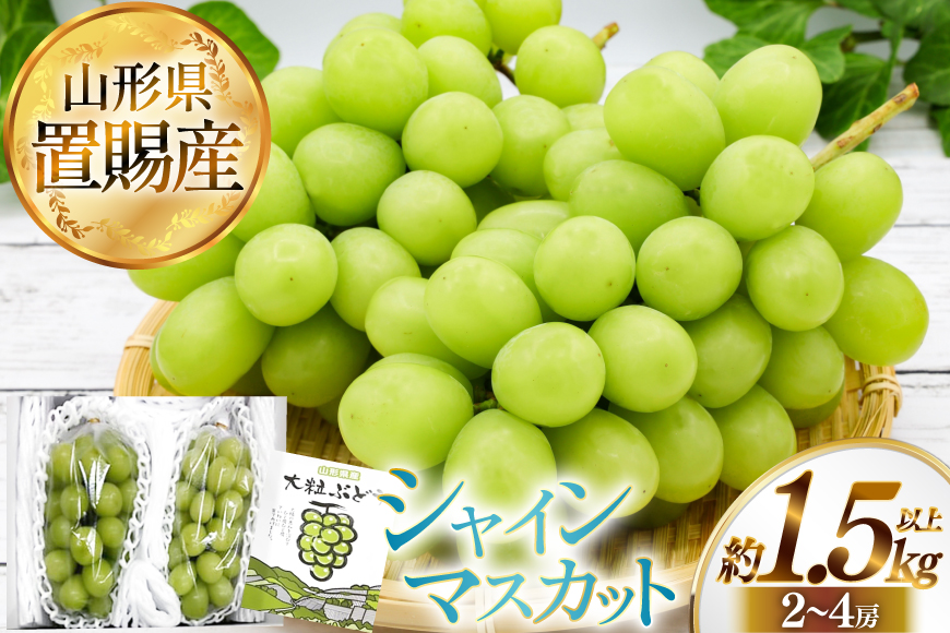 【期間限定発送】 シャインマスカット 秀 2～4房 約 1.5kg 以上 [JA山形おきたま 山形県 高畠町 tk06ays870058] フルーツ 果物 くだもの ぶどう ブドウ 葡萄 1.5キロ 甘い