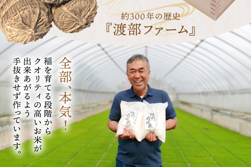 米 令和7年度産 特別栽培米 つや姫 5kg [渡部ファーム 山形県 高畠町 tk06ays810030] お米 白米 精米 ごはん ご飯 ブランド米