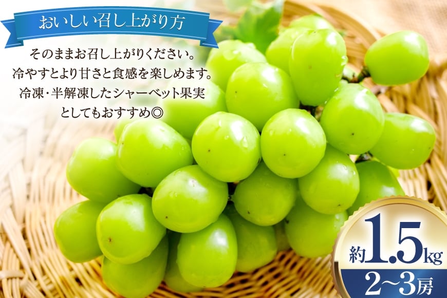 【期間限定発送】 シャインマスカット 2～3房 約1.5kg [治右衛門果樹園 山形県 高畠町 tk06ays830000] 箱詰め フルーツ 果物 くだもの ぶどう ブドウ 葡萄 1.5キロ 甘い