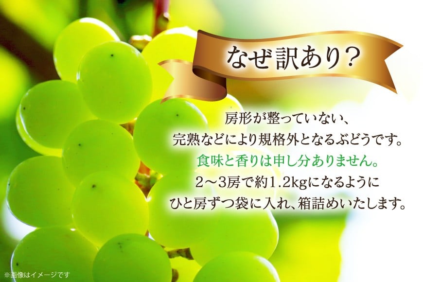 【2026年発送】 シャインマスカット 訳あり 2～3房 約1.2kg [治右衛門果樹園 山形県 高畠町 tk06ays830003] 箱詰め フルーツ 果物 くだもの ぶどう ブドウ 葡萄 1.2キロ 甘い