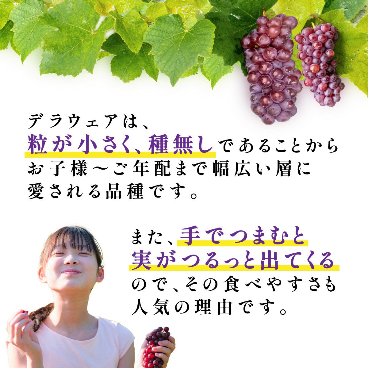 【期間限定発送】 ぶどう デラウェア 秀品 10～12房 約 2kg [治右衛門果樹園 山形県 高畠町 tk06ays830007] 種無し ブドウ 葡萄 くだもの 果物 フルーツ 産地直送 農家直送