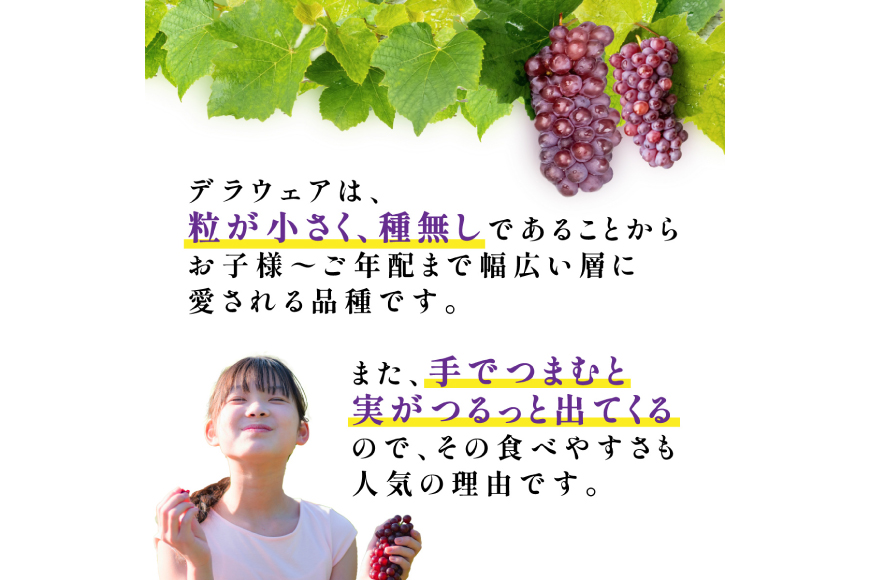 【期間限定発送】 デラウェア 秀品 5～8房 約 1kg [治右衛門果樹園 山形県 高畠町 tk06ays830010] ぶどう 種無し ブドウ 葡萄 くだもの 果物 フルーツ 産地直送 農家直送 期間限定 甘い