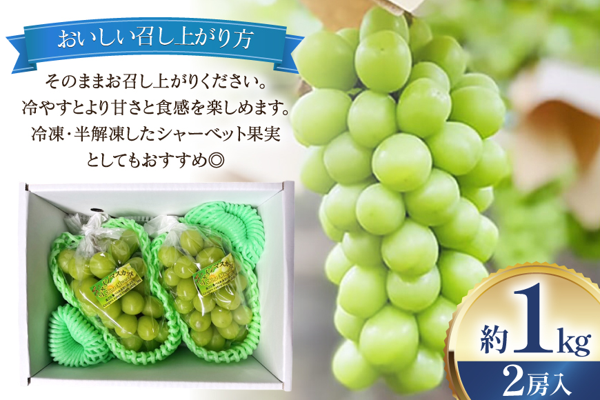 【期間限定発送】 シャインマスカット 2房 約1kg [治右衛門果樹園 山形県 高畠町 tk06ays830011] 箱詰め フルーツ 果物 くだもの ぶどう ブドウ 葡萄 1.5キロ 甘い シャイン マスカット