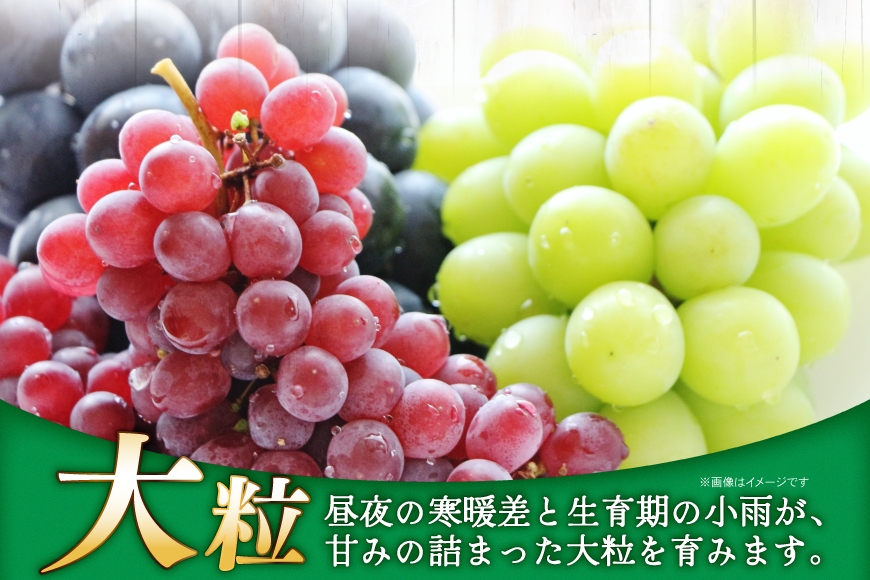 【期間限定発送】 ぶどう 2～3色 約 2kg 詰め合わせ セット [JA山形おきたま 山形県 高畠町 tk06ays870046] シャインマスカット 葡萄 セット ブドウ 巨峰 ピオーネ クイーンニーナ ゴルビー 高尾 蔵王おとめ 大粒 農家直送 朝採れ 食べ比べ 2キロ