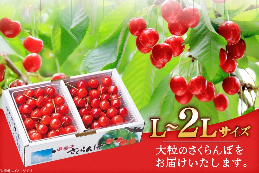 【期間限定発送】 さくらんぼ 置賜産 佐藤錦 特秀 L～2L バラ詰 1kg [JA山形おきたま 山形県 高畠町 tk06ays870047] サクランボ チェリー 山形 果物 フルーツ くだもの
