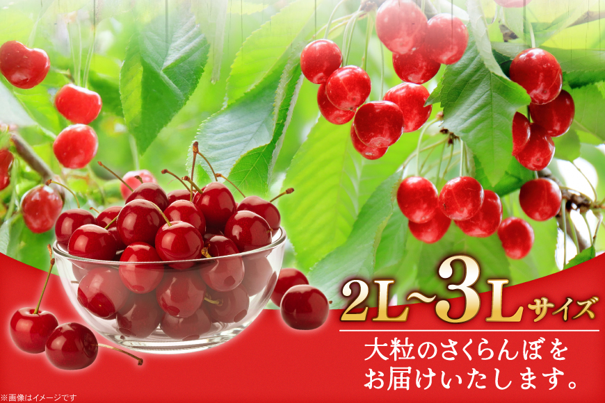 【期間限定発送】 さくらんぼ 置賜産 紅秀峰 特秀 2L～3L 500g 化粧箱入り [JA山形おきたま 山形県 高畠町 tk06ays870049] サクランボ チェリー 山形 果物 フルーツ くだもの