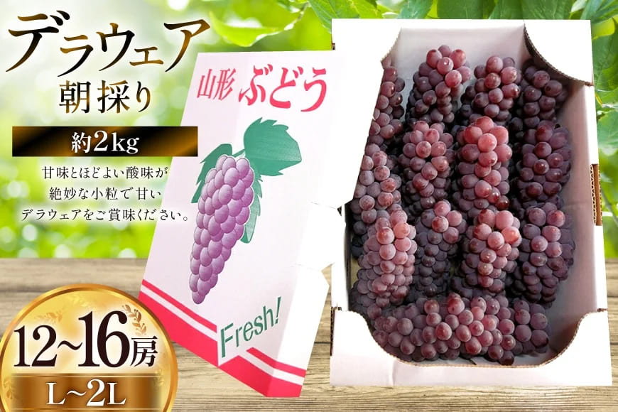 【期間限定発送】 ぶどう 朝採り デラウェア 秀 L～2L 12～16房 約 2kg [Ｈinataぶどう園 山形県 高畠町 tk06ayt190007] 種なし ブドウ 葡萄 くだもの 果物 フルーツ 産地直送 農家直送 果実 デザート 甘い 期間限定 数量限定 小粒 冷蔵